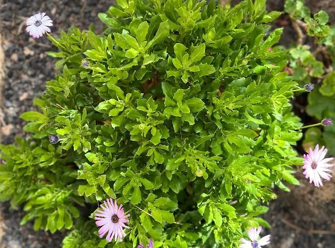 Apartamento Surf And Chill 70 *